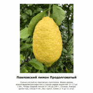 Павловский лимон Продолговатый 15