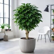 Комнатный Кофе Арабика 19