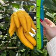 Цитрон Рука Будды пальчатый 13