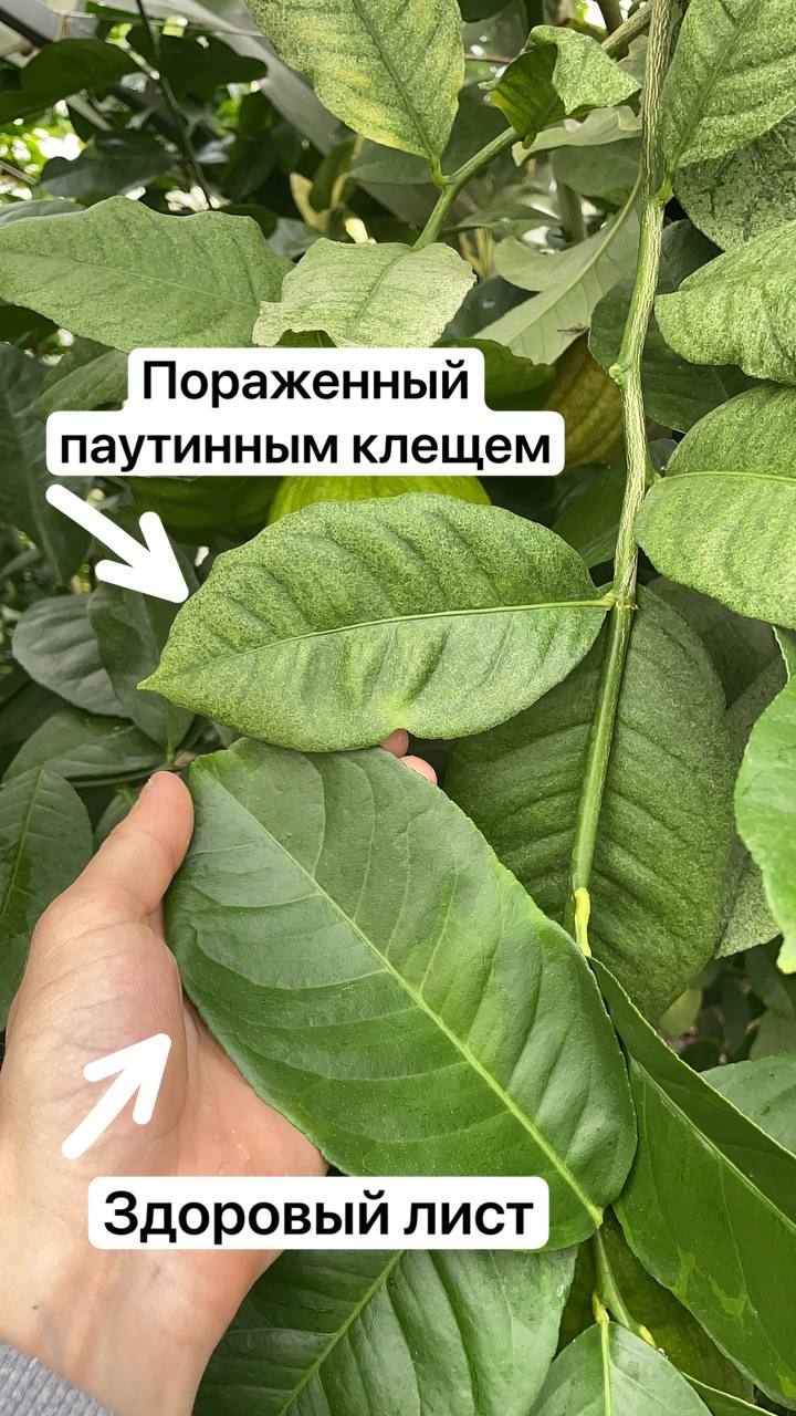Первые признаки поражения паутинным клещом на комнатном лимоне Признаки паутинного клеща на листе лимона - желтые точки и паутина