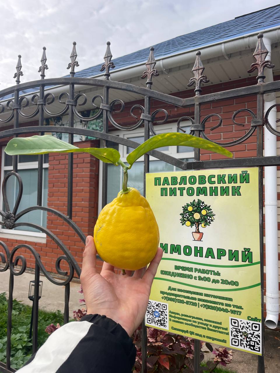 Павловский лимонарий. Павловский питомник