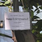 Лавр благородный в уфимском лимонарии, очень мощное дерево