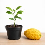 Цитрон Пиретто 16